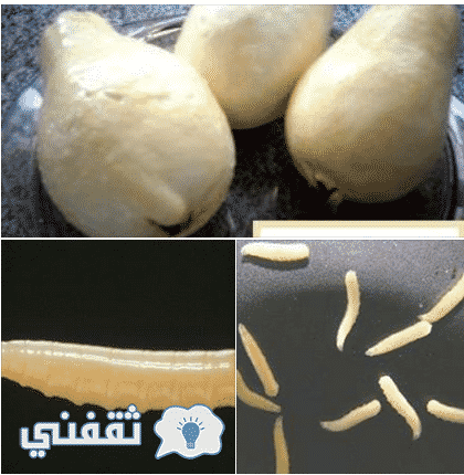 الجوافة