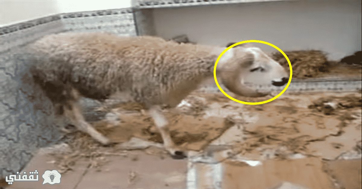 بالفيديو:خروف معجزة وصل ثمنه إلي 3 مليون جنية وصاحبه يرفض بيعه