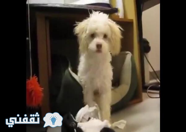 بالفيديو.. رد فعل عالمي لكلب ضبطه صاحبه يأكل المناديل الورقية
