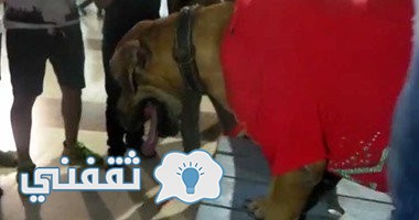 بالفيديو.. جماهير الزمالك تحمل “كلب” يرتدى تي شيرت الأهلي