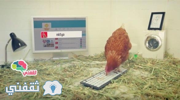 بالفيديو: دجاجة تدير حساب شركة على موقع تويتر