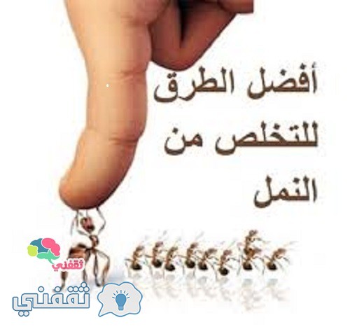 طرق سهلة وبسيطة للقضاء على النمل بدون أستخدام مبيدات حشرية