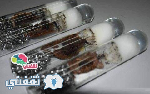 السلطات الصينية تعلن ضبط 800 من النمل الأسود مهربة من ألمانيا و12 نملة حية من اسرائيل للصين لهدف غريب لن تتوقعه