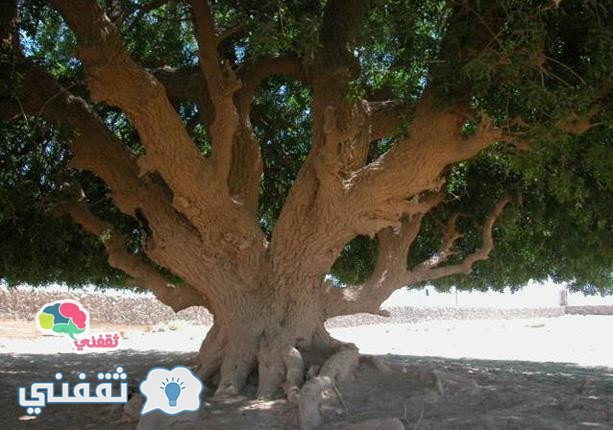 صور الشجرة التي استظل تحتها النبي في رحلته للشام والتي استمرت حتي يومنا