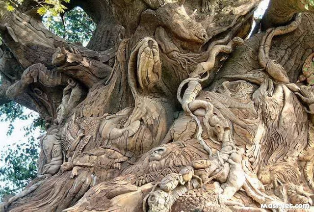 قصة أغرب شجرة في العالم و أسباب تسميتها باسم شجرة الجن أو الشجرة الملعونة