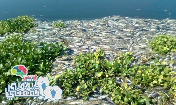 عاجل : ارتفاع نسبة الأمونيا بالمياه وغلق المحطات بسبب نفوق الأسماك.