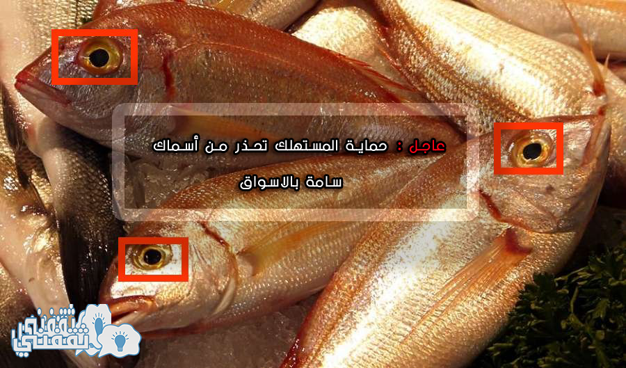 حماية المستهلك تحذر المواطنين بعض الأسماك بها سم قاتل