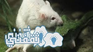 فأر شجاع يفترس أفعي سامة