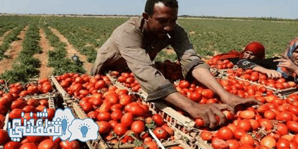 خطورة الطماطم المصرية