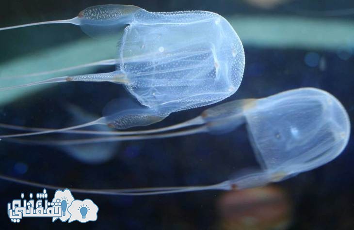 Australian-Box-Jellyfish - Copy