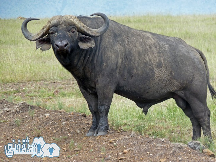 buffalo-11 (1) - Copy