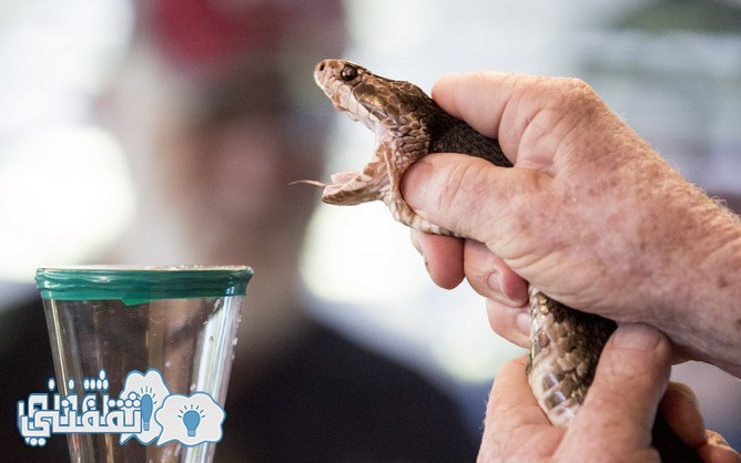 A Florida Cottonmouth Rattlesnake show's its fangs moments before it's venom is collected by owner George Van Horn during the Venom Show at Reptile World Sepentarium.