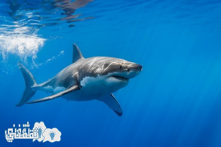 great-white-shark-with-sun-rays - Copy