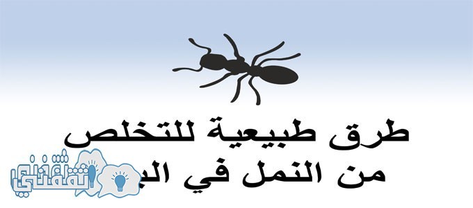 طرق صحية وفعالة للتخلص من النمل بالمنزل مع اقتراب فصل الصيف