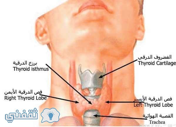 الغدة الدرقية