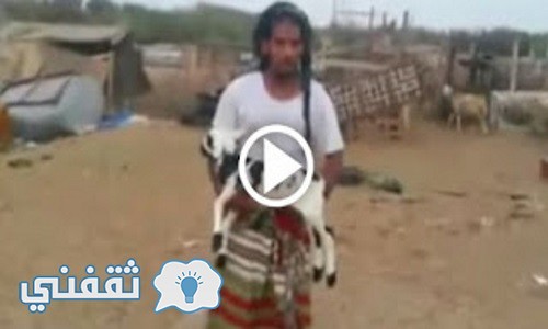 شاهد بالفيديو الخروف المعجزة الذى يرفض صاحبه بيعه بملايين الريالات السعودية