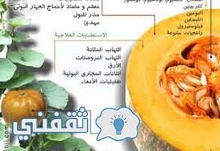 تعرف علي الفوائد المذهلة لشجرة اليقطين المذكورة في القران الكريم وماذا نأخذ من تلك الشجرة العجيبة ثقفني