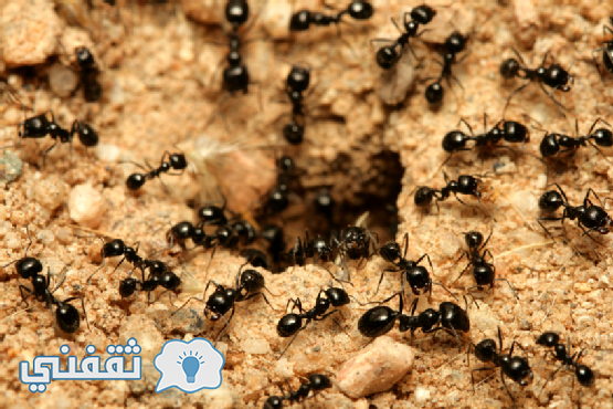 هل النمل بالمنزل يدل علي وجود الحسد والسحر إليكم الحقيقة لذلك