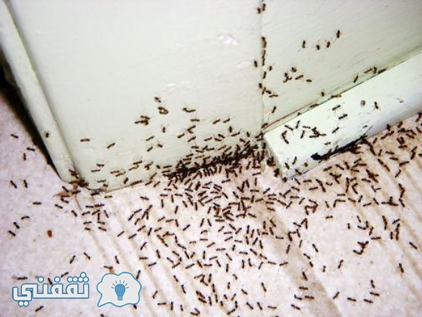 طرق التخلص من النمل