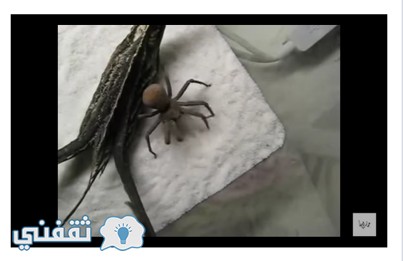 فيديو مدهش  عند وضع عنكبوت ضخم في الكوكايين ماذا حدث له