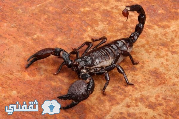 فيديو مدهش تأثير المشروبات الغازية على عقرب سام