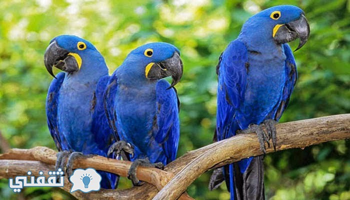 ببغان حفظ القرآن ويقرأه ويسبح لله