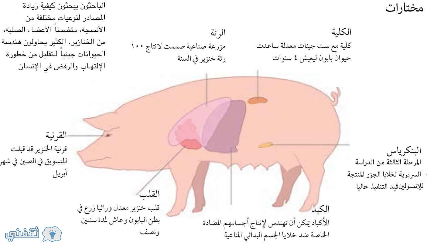 قلب الخنزير