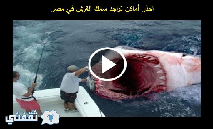 أماكن سمك القرش في مصايف مصر