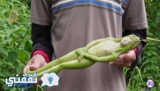 بالفيديو:حقيقة الاشجار التى تنبت ثماراً على شكل نساء