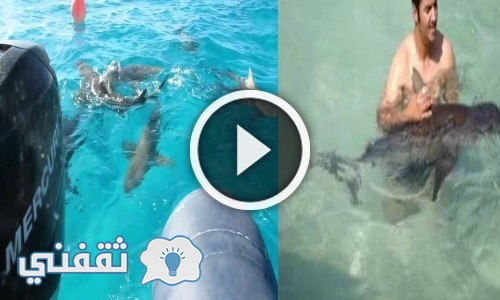 شاهد بالفيديو شاب كويتي يهوى السباحة مع أشرس أنواع القروش