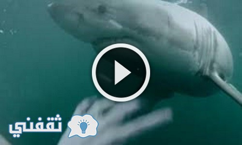 بالفيديو شاب إسكندرانى يتفاجئ بسمكة القرش تحت الماء أثناء السباحة شاهد ماذا حدث له !!!
