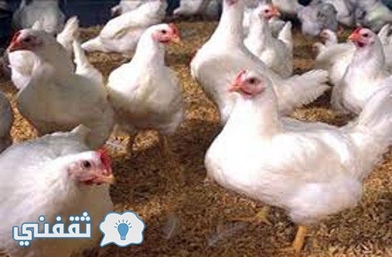 اسعار الدواجن اليوم الأحد 30 أكتوبر في مصر وبورصة الدواجن وسعر كيلو الدجاج في السوق