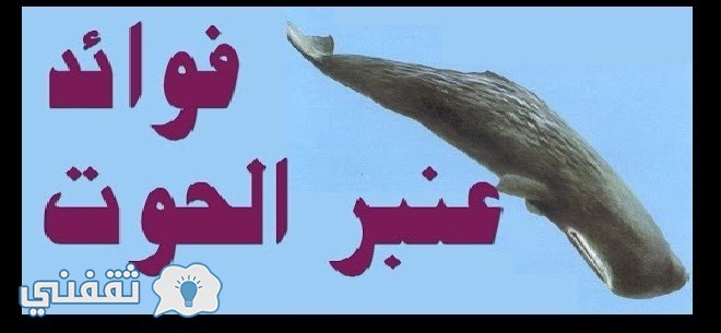 العنبر الحوت له فؤائد كبيرة