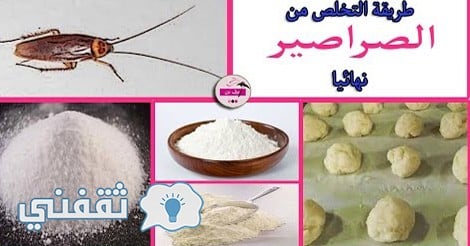 التخلص من الصراصير