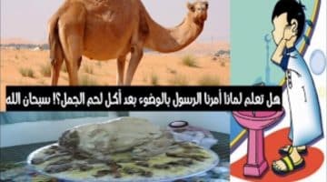 لماذا امرنا الرسول بالوضوء بعد أكل لحم الجمل؟