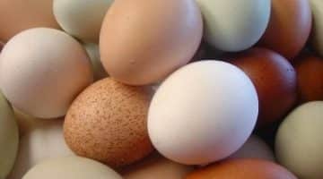 البيض البني والبيض الأبيض