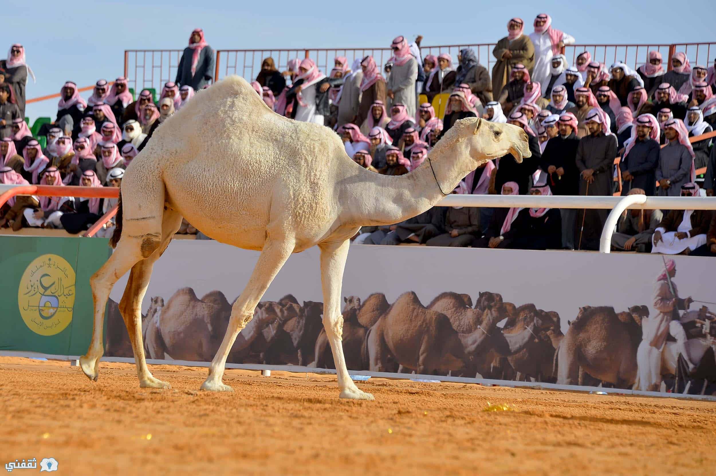 نتائج مهرجان الإبل - بن دغيثر وقعيد 