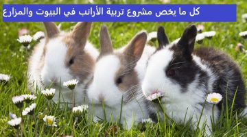 مشروع تربية الأرانب