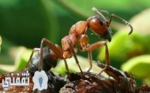 اسرار النمل