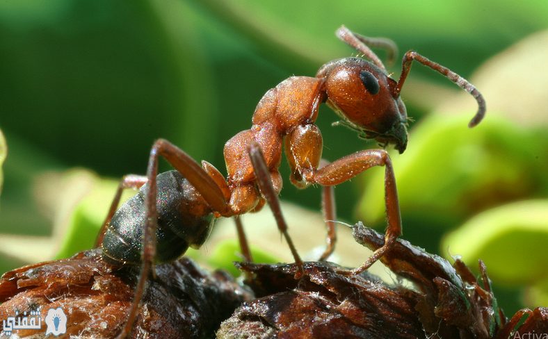 اسرار عالم النمل المدهشة المعين الذى لا ينضب
