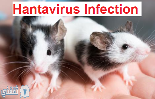 هانتا فيروس Hantavirus الفيروس القاتل