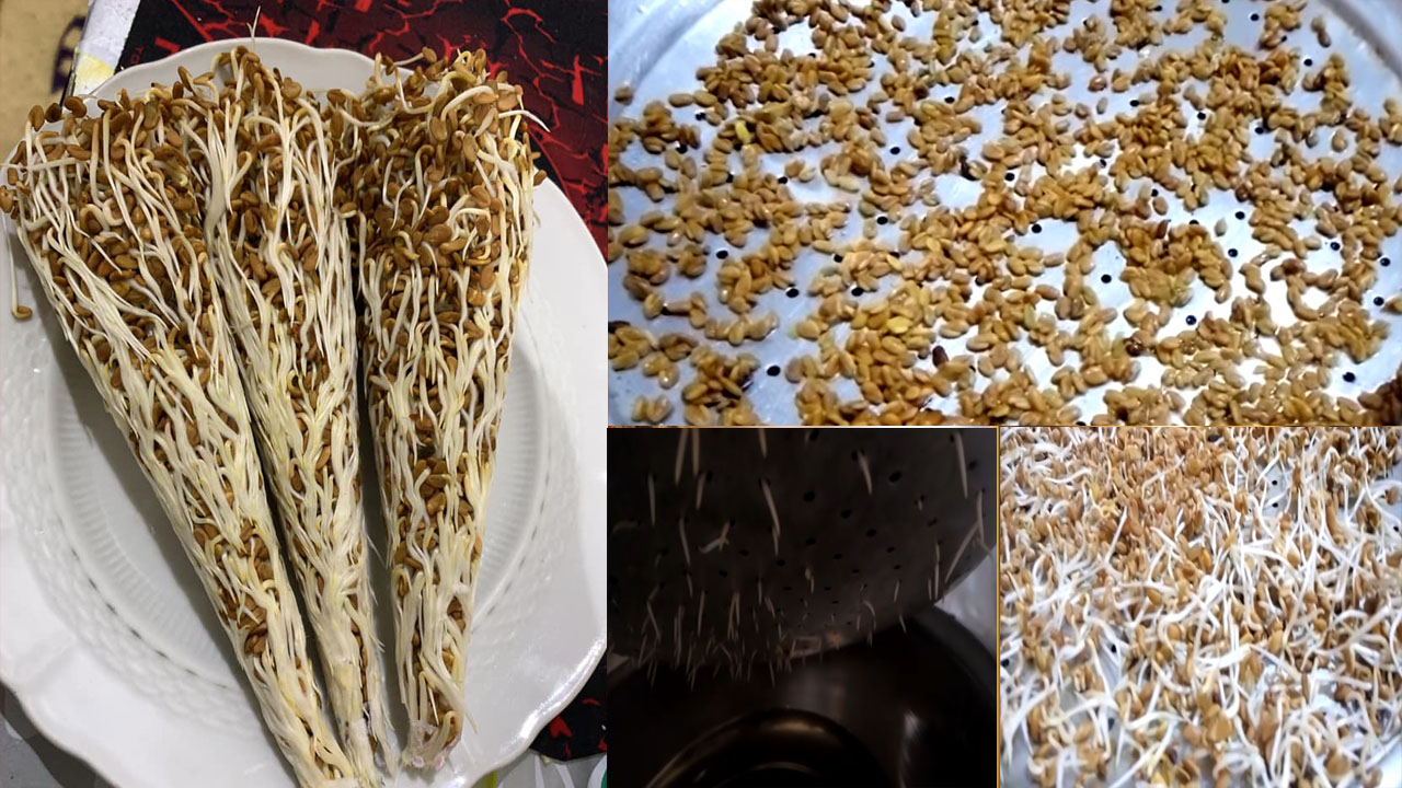 طريقة زرع الحلبة الخضراء في المنزل وعمل قراطيس ملفوفة في يوم واحد ثقفني