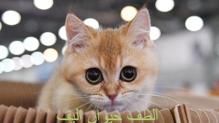 تعرف علي الطف حيوان اليف ثقفني