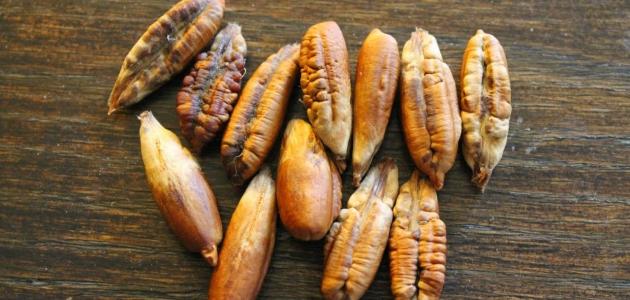 فوائد نوايا البلح