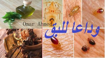 طرق التخلص من البق