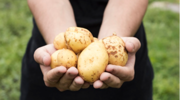 فوائد البطاطس المسلوقة للكبد