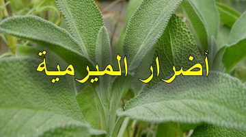 أضرار المرمرية