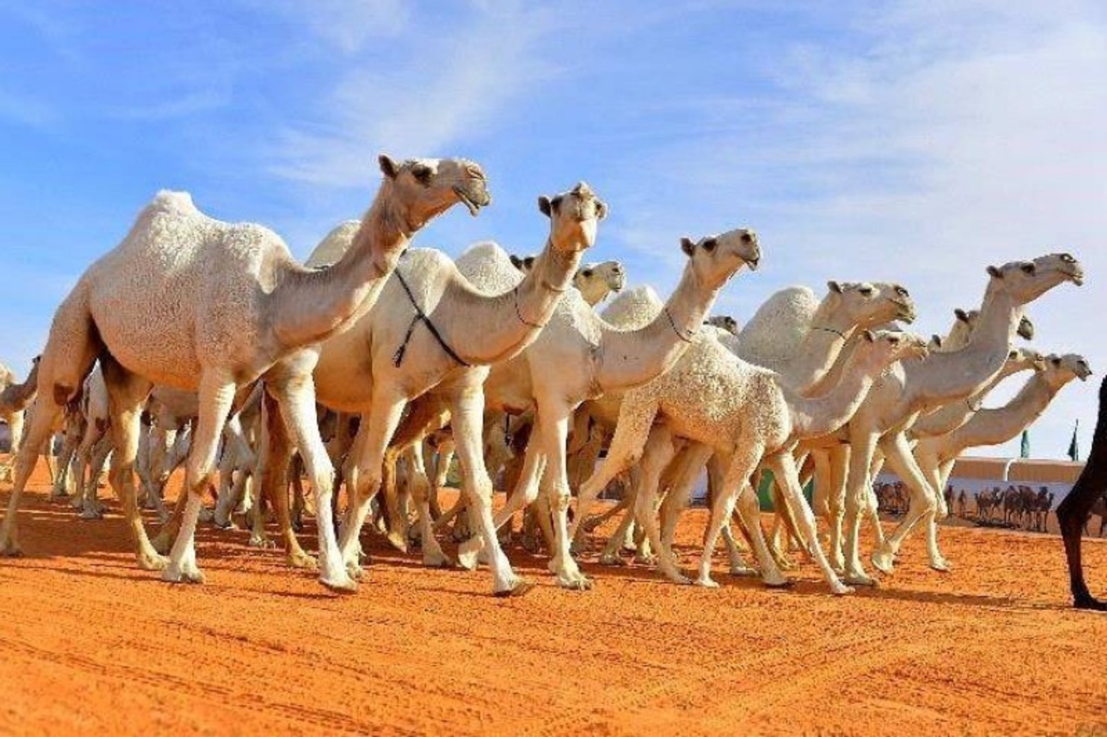 أكبر مستشفى بيطري للإبل في العالم