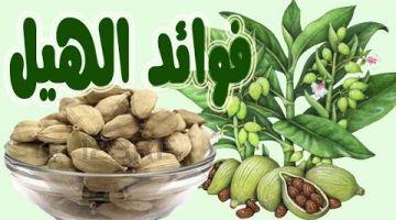 فوائد الحبهان