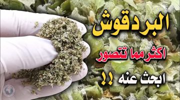 تناول البردقوش